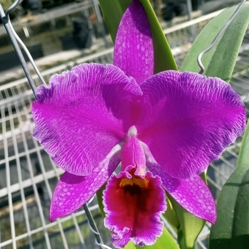 Cattleya percivaliana ,Marmolada' x self