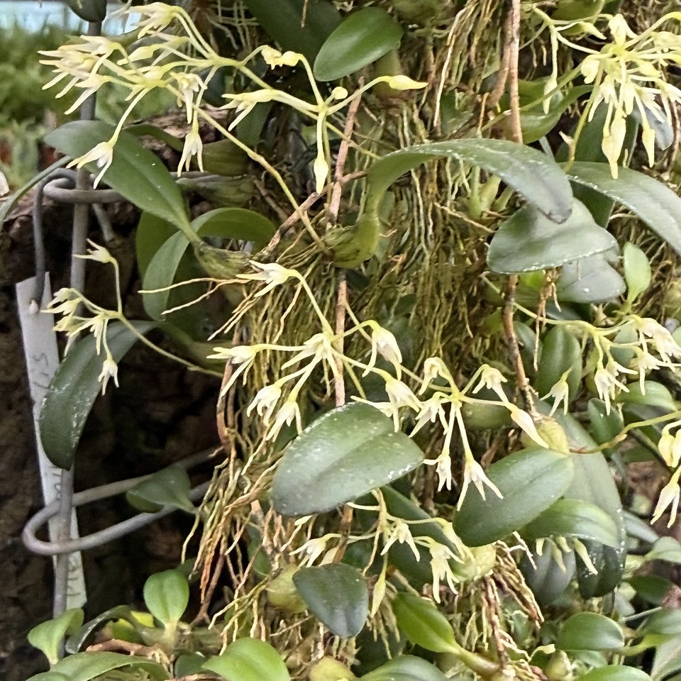 Bulbophyllum aff. cauliflorum