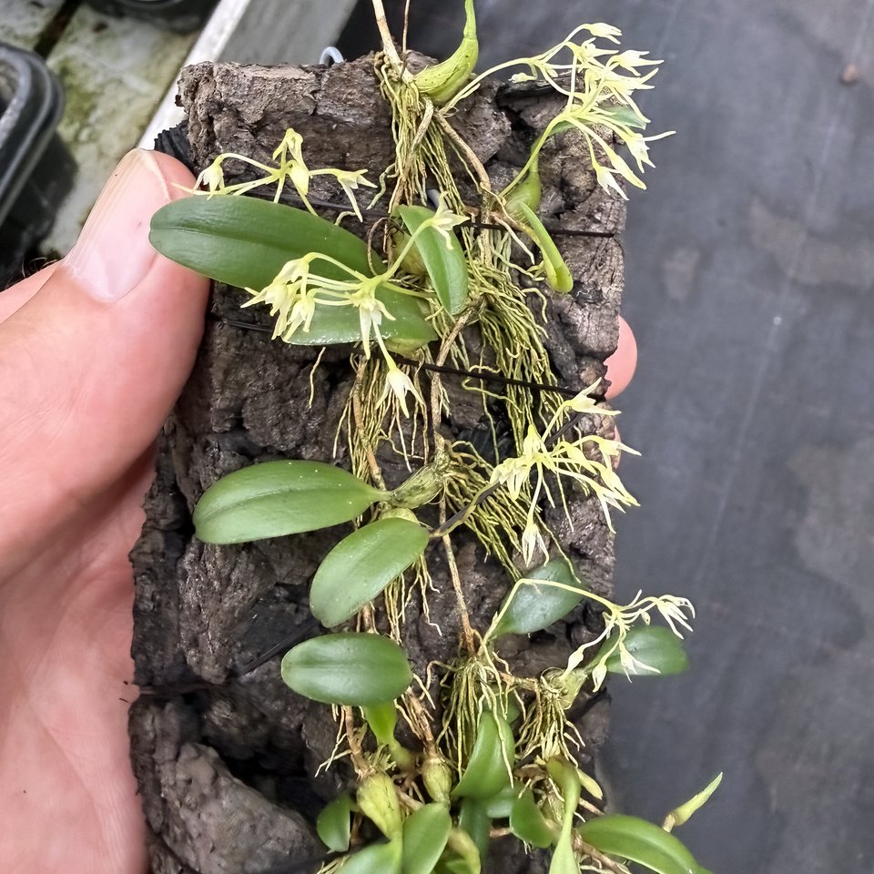Bulbophyllum aff. cauliflorum