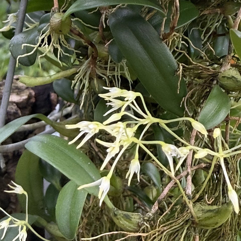Bulbophyllum aff. cauliflorum