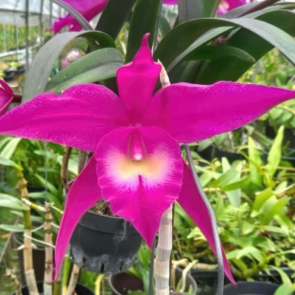 Rby. TLDC Divine Phoenix