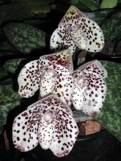 Paphiopedilum bellatulum