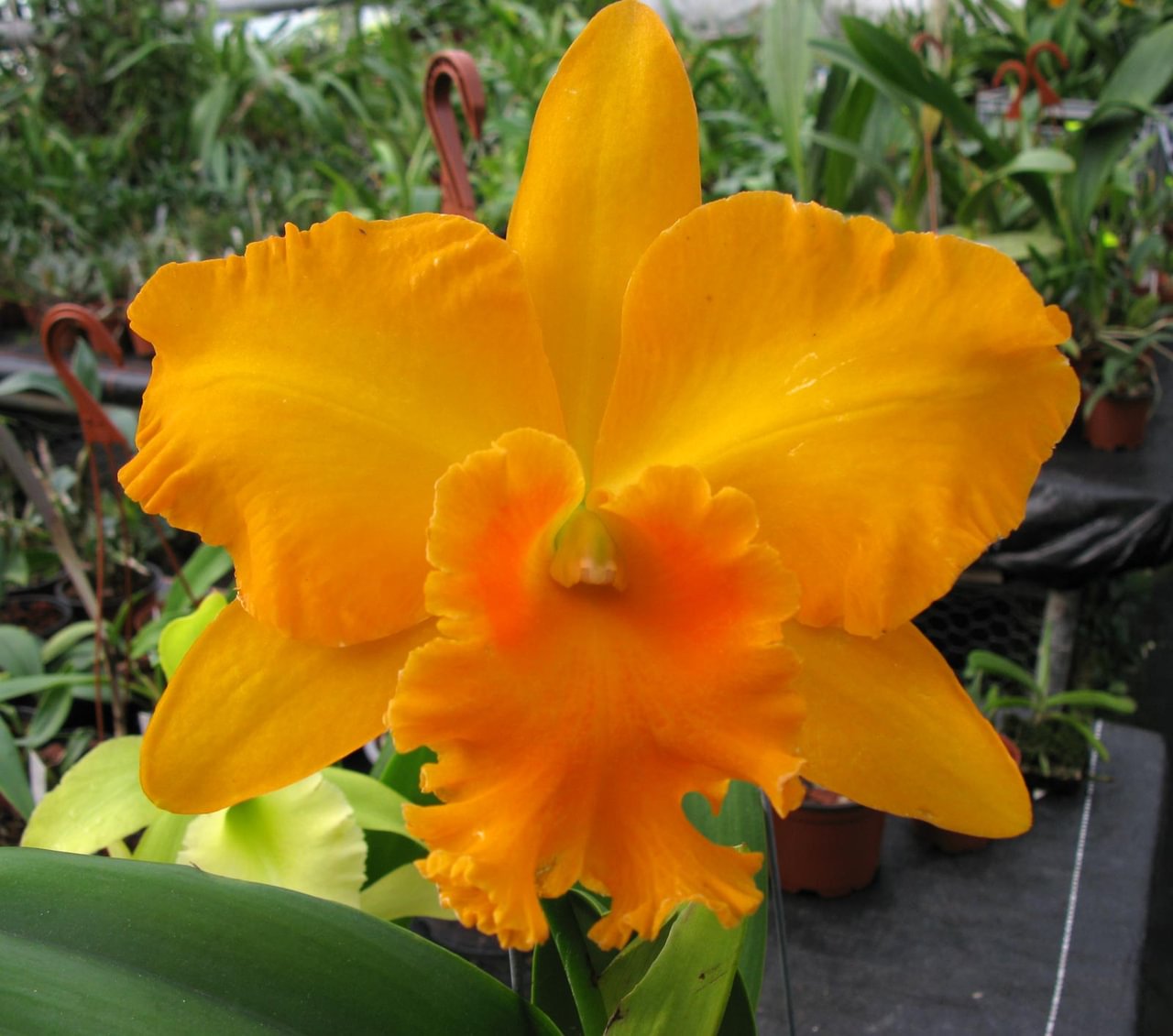 Rlc. Haw Yuan Gold 'YK Nr. 2' FCC