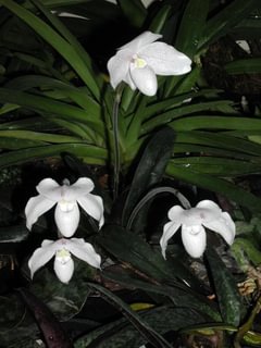 Paphiopedilum niveum