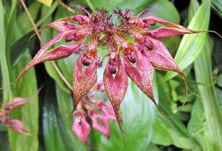 Bulbophyllum rothschildianum