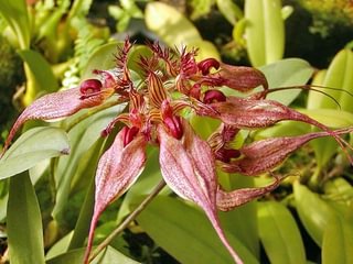 Bulbophyllum rothschildianum