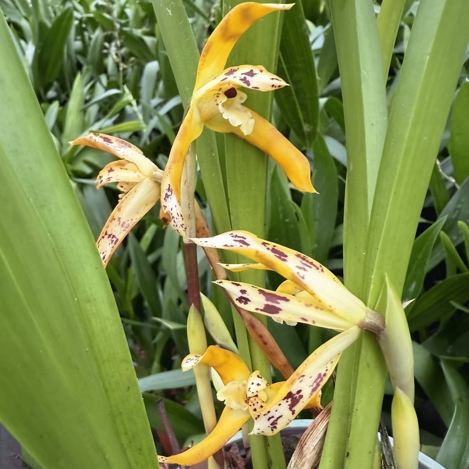 Maxillaria picta