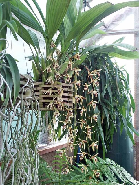 Coelogyne dayana
