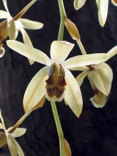 Coelogyne dayana