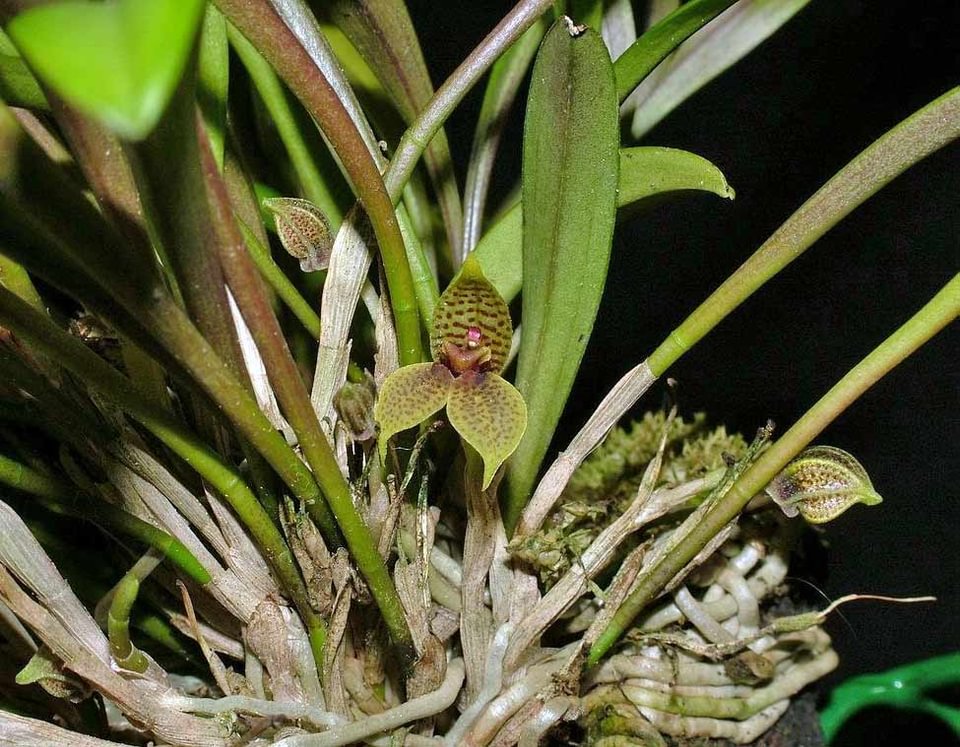 Dryadella simula