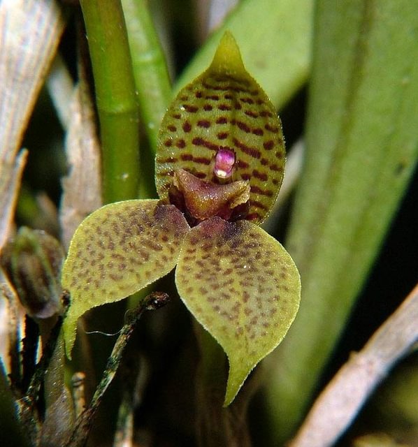 Dryadella simula