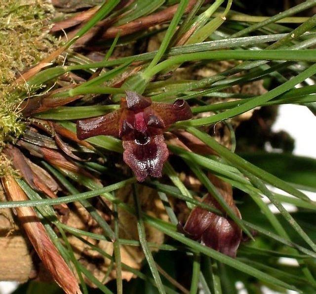 Maxillaria cogniauxiana