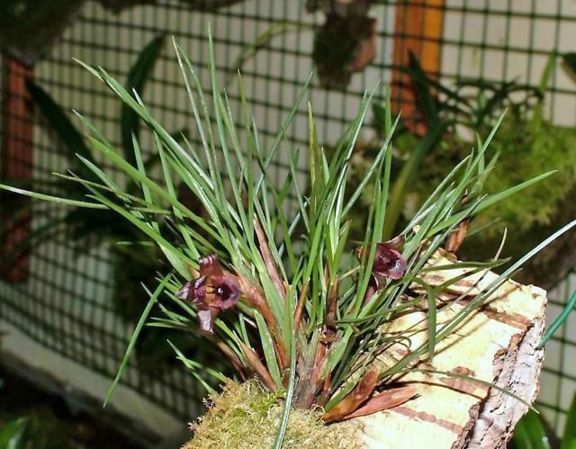 Maxillaria cogniauxiana