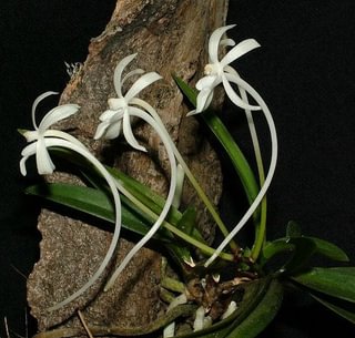 Neofinetia falcata (Vanda falcata)