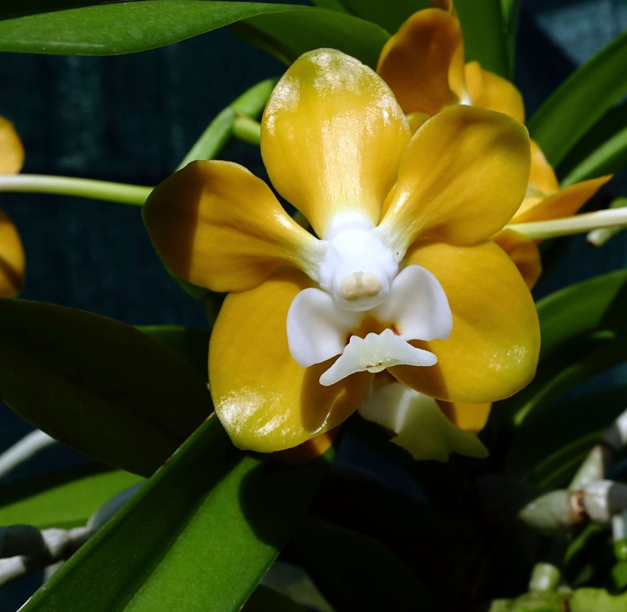 Vanda denisoniana orange type