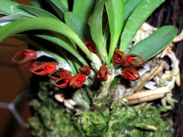Pleurothallis tribuloides