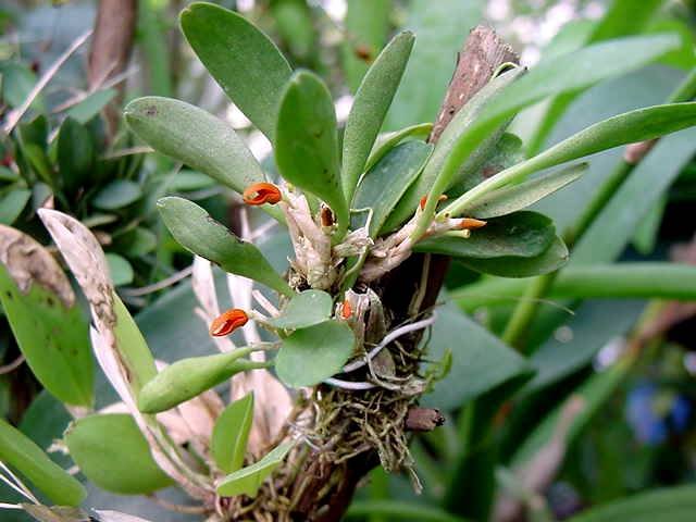 Pleurothallis tribuloides