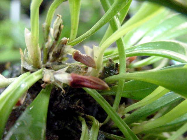 Pleurothallis tribuloides