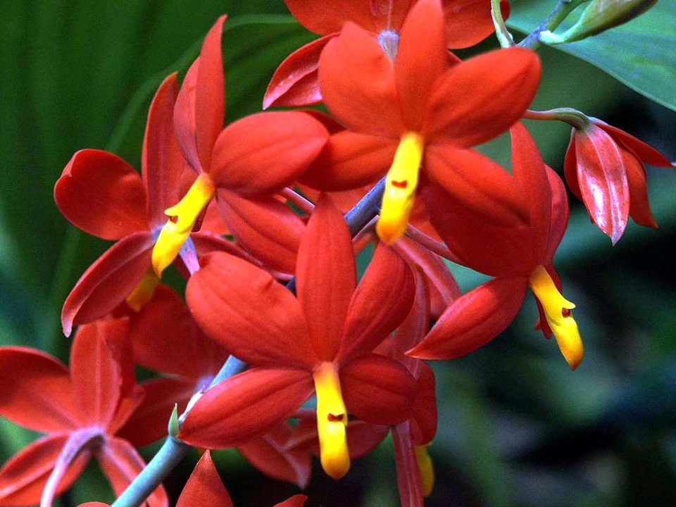 Encyclia vitellina (Prosthechea)