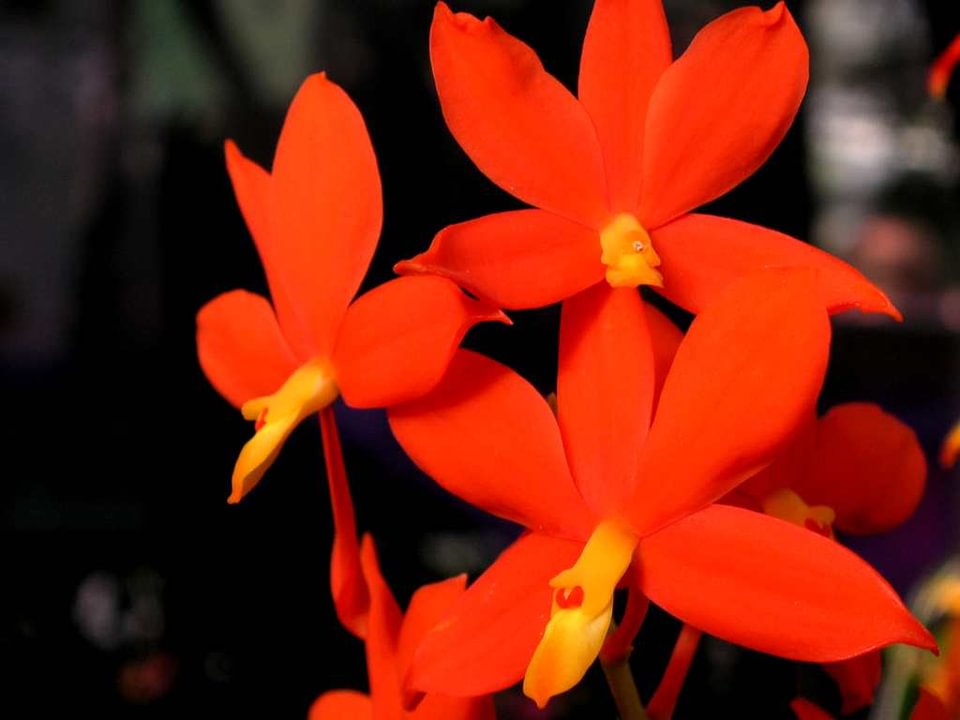 Encyclia vitellina (Prosthechea)