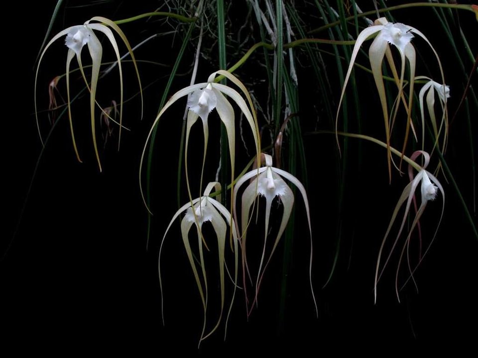 Brassavola cucullata