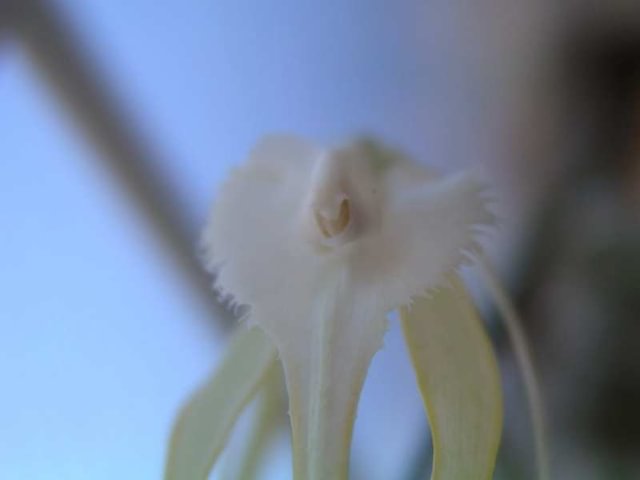 Brassavola cucullata