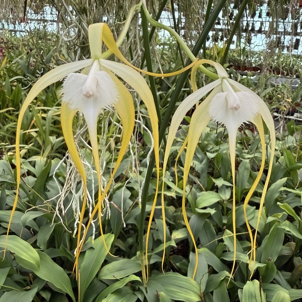 Brassavola cucullata