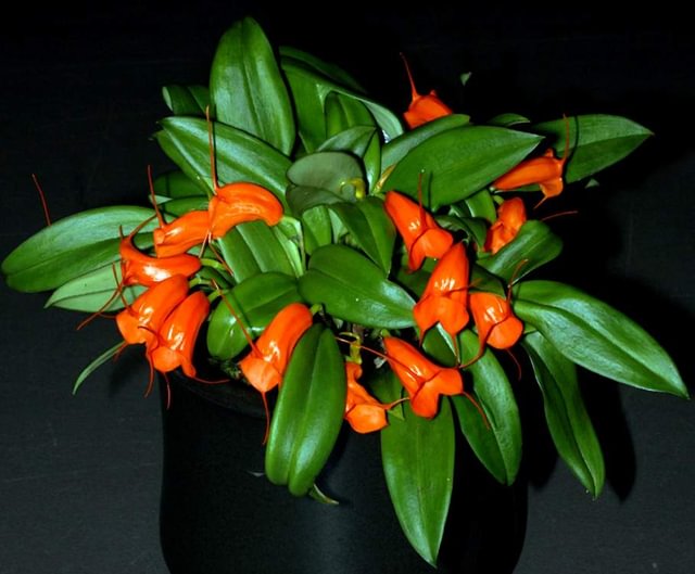 Masdevallia hirtzii