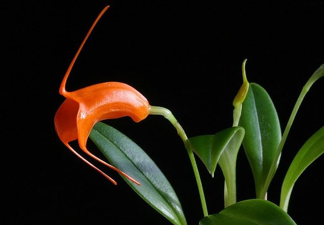 Masdevallia hirtzii