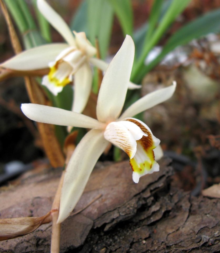 Coelogyne flaccida