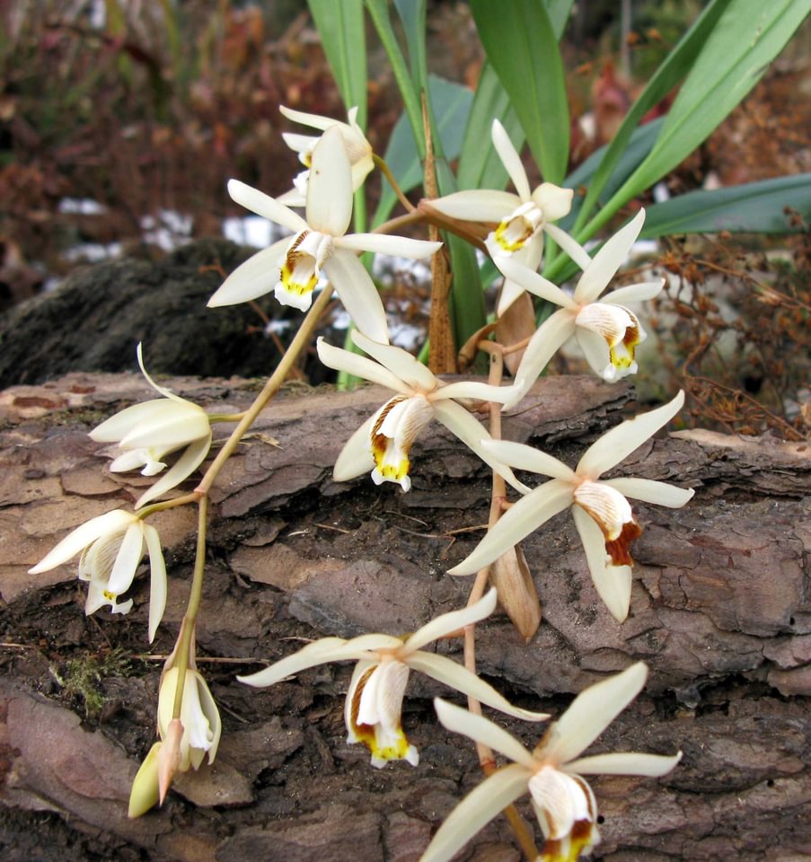 Coelogyne flaccida