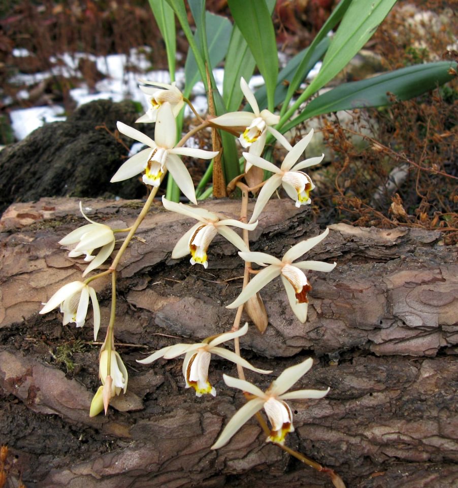 Coelogyne flaccida
