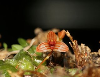 Bulbophyllum monoliforme