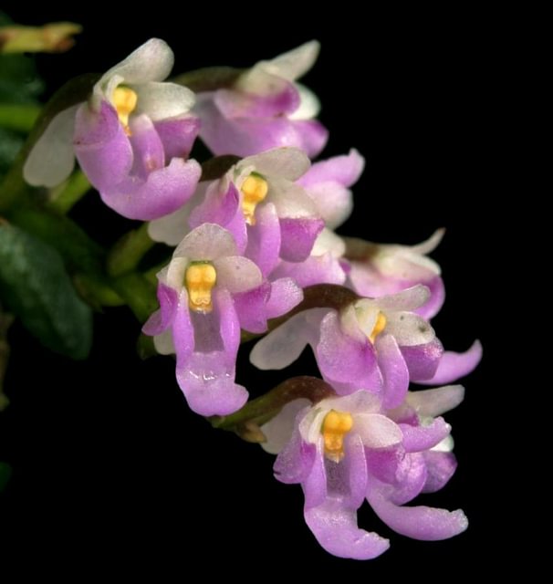 Schoenorchis fragrans