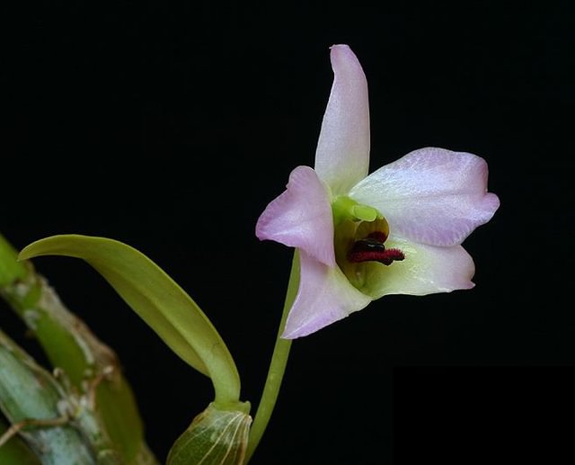Dendrobium trantuanii