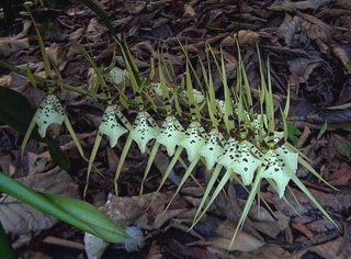 Brassia rex