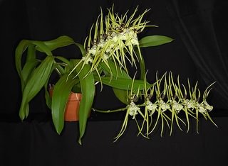 Brassia rex