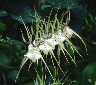 Brassia rex
