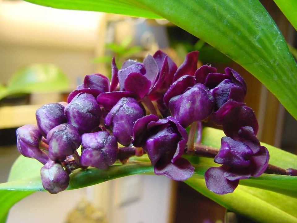 Rhynchostylis gigantea var. devarajunii