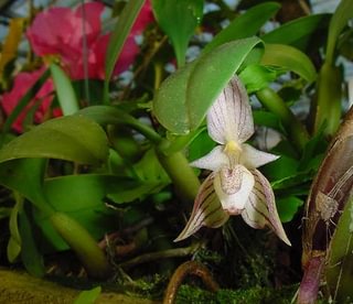Bulbophyllum ambrosia