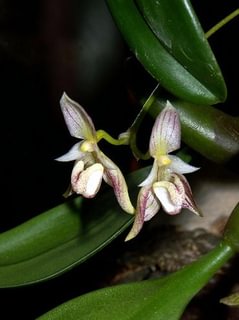 Bulbophyllum ambrosia