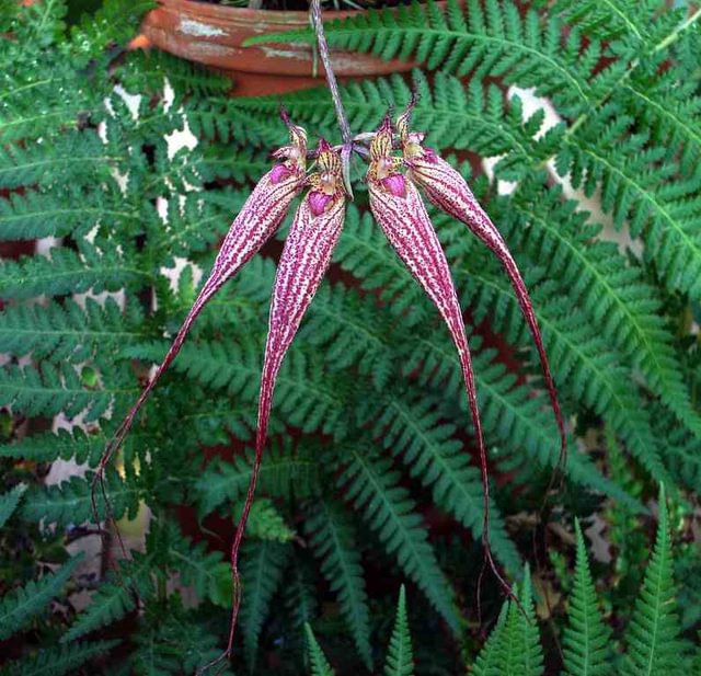 Bulbophyllum 'Elizabeth Ann'