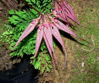 Bulbophyllum 'Elizabeth Ann'
