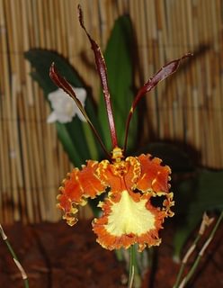 Psychopsis Mariposa