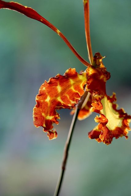 Psychopsis Mariposa