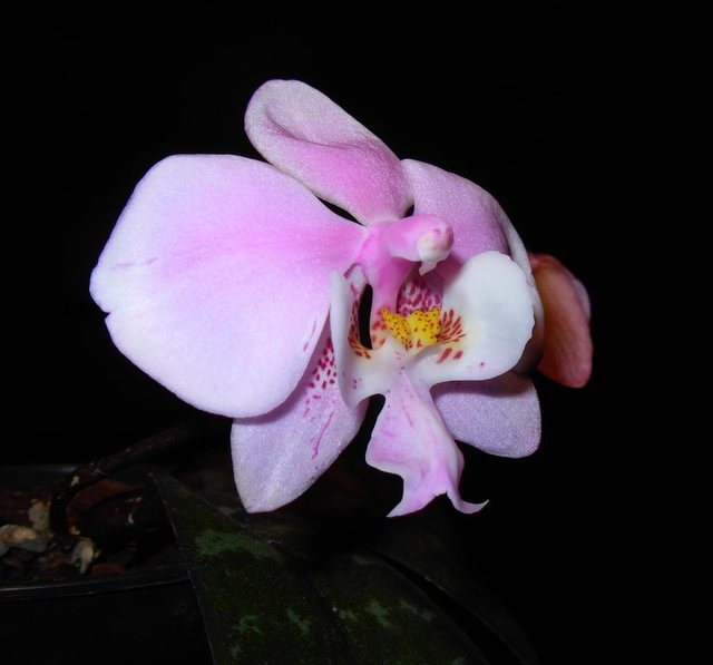 Phalaenopsis schilleriana