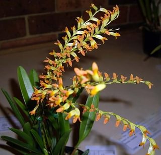 Physosiphon tubatus