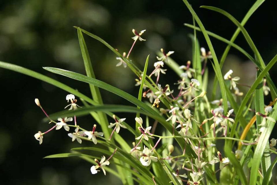 Sigmatostalix radicans