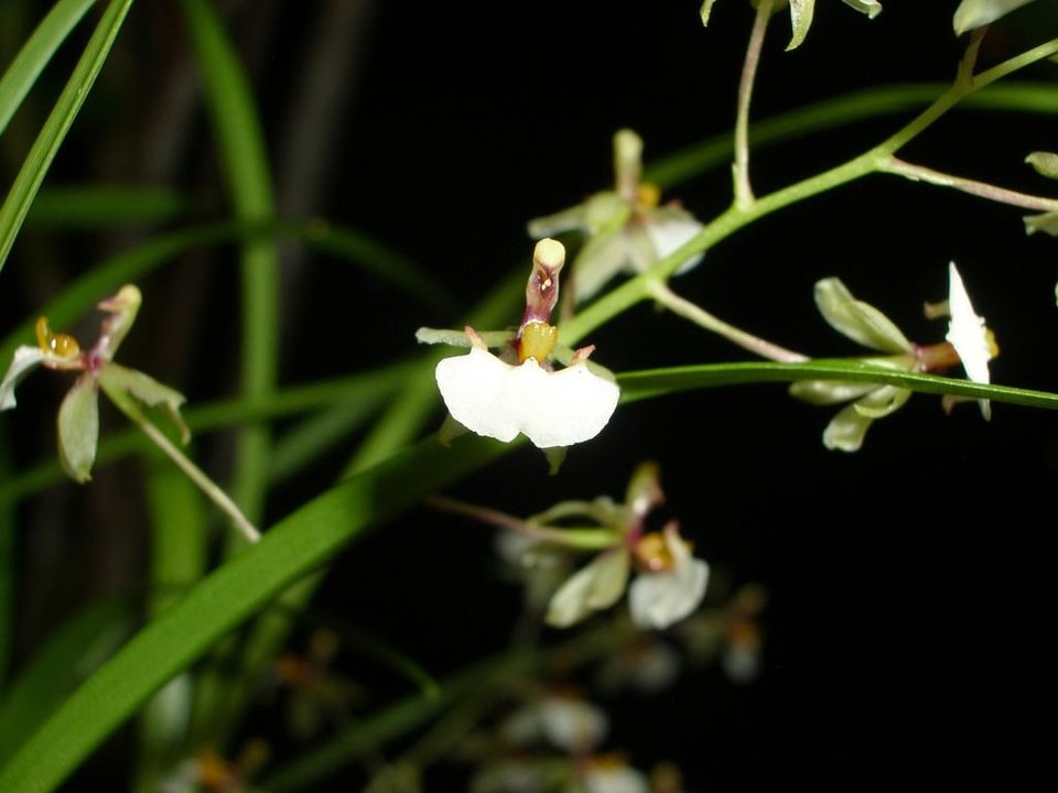 Sigmatostalix radicans