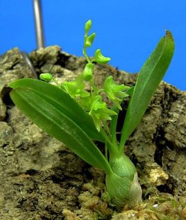 Dendrobium kanburiense